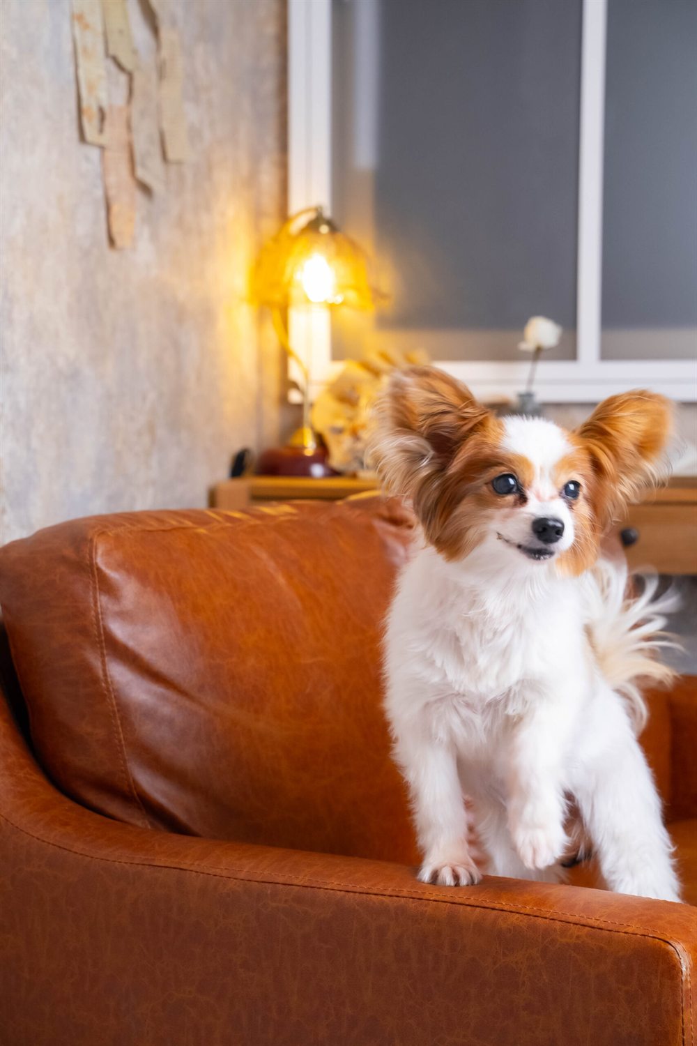 WhiteCandy（ホワイトキャンディ）のスタジオで撮影された犬のポートレート